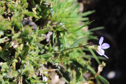 Fotografia da espécie Viola lactea