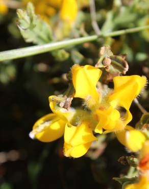 Fotografia 14 da espécie Pterospartum tridentatum subesp. cantabricum no Jardim Botânico UTAD