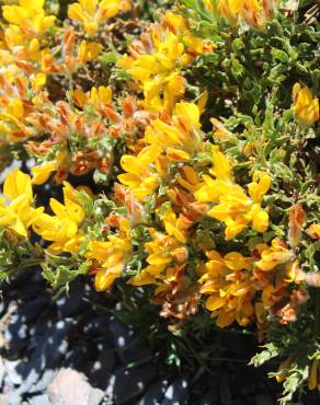 Fotografia 15 da espécie Pterospartum tridentatum subesp. cantabricum no Jardim Botânico UTAD