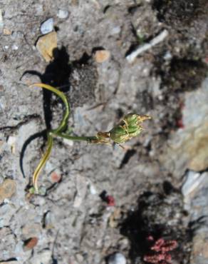 Fotografia 3 da espécie Ornithogalum concinnum no Jardim Botânico UTAD