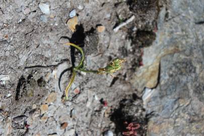 Fotografia da espécie Ornithogalum concinnum