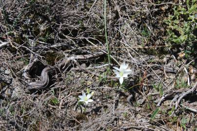 Fotografia da espécie Ornithogalum concinnum