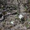 Fotografia 3 da espécie Ornithogalum concinnum do Jardim Botânico UTAD