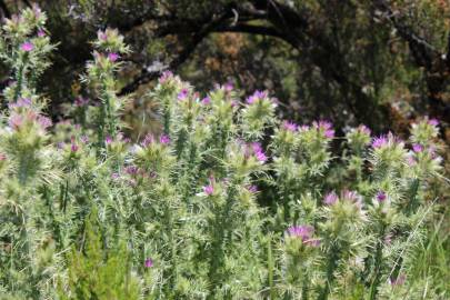 Fotografia da espécie Carduus tenuiflorus