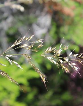 Fotografia 9 da espécie Pseudarrhenatherum longifolium no Jardim Botânico UTAD