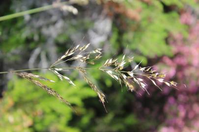 Fotografia da espécie Pseudarrhenatherum longifolium