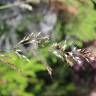 Fotografia 9 da espécie Pseudarrhenatherum longifolium do Jardim Botânico UTAD