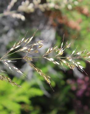 Fotografia 10 da espécie Pseudarrhenatherum longifolium no Jardim Botânico UTAD