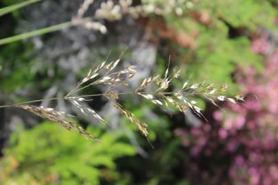 Fotografia da espécie Pseudarrhenatherum longifolium