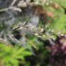 Fotografia 10 da espécie Pseudarrhenatherum longifolium do Jardim Botânico UTAD