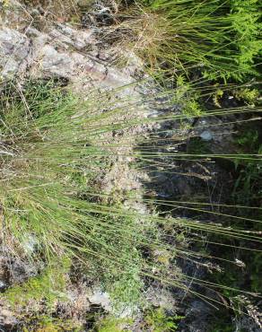 Fotografia 11 da espécie Pseudarrhenatherum longifolium no Jardim Botânico UTAD