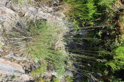 Fotografia da espécie Pseudarrhenatherum longifolium