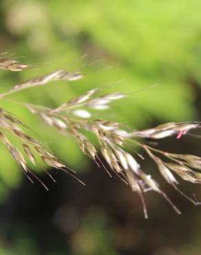 Fotografia 12 da espécie Pseudarrhenatherum longifolium no Jardim Botânico UTAD