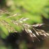 Fotografia 12 da espécie Pseudarrhenatherum longifolium do Jardim Botânico UTAD