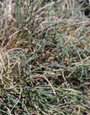 Fotografia 6 da espécie Festuca summilusitana no Jardim Botânico UTAD