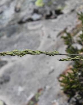 Fotografia 7 da espécie Festuca summilusitana no Jardim Botânico UTAD