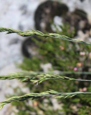 Fotografia 8 da espécie Festuca summilusitana no Jardim Botânico UTAD