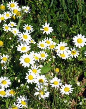 Fotografia 15 da espécie Anthemis arvensis subesp. arvensis no Jardim Botânico UTAD