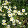 Fotografia 15 da espécie Anthemis arvensis subesp. arvensis do Jardim Botânico UTAD