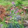 Fotografia 9 da espécie Lunaria annua subesp. annua do Jardim Botânico UTAD