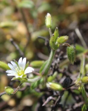 Fotografia 3 da espécie Cerastium diffusum no Jardim Botânico UTAD