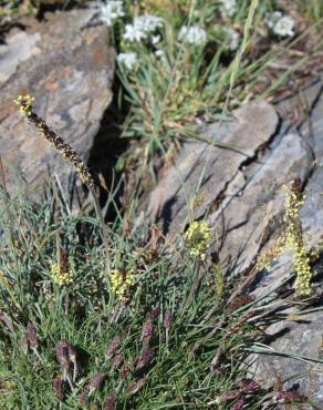 Fotografia 12 da espécie Plantago holosteum no Jardim Botânico UTAD