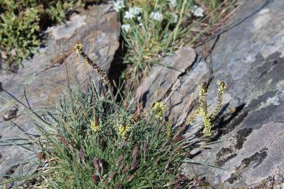 Fotografia da espécie Plantago holosteum