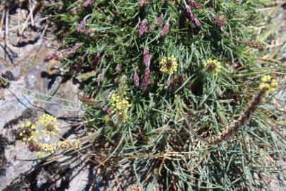 Fotografia da espécie Plantago holosteum