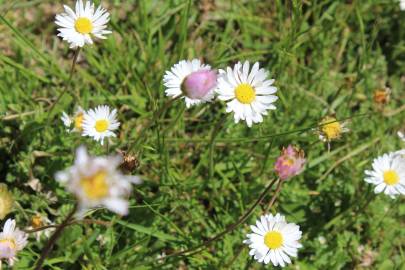 Fotografia da espécie Bellis perennis