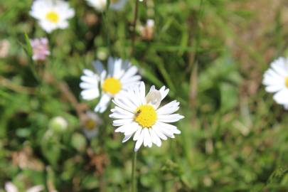 Fotografia da espécie Bellis perennis