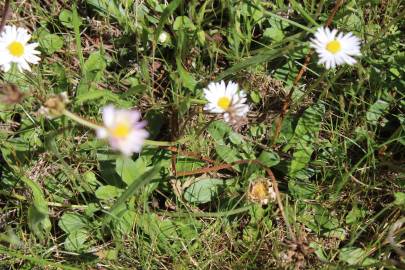 Fotografia da espécie Bellis perennis