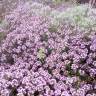 Fotografia 7 da espécie Thymus herba-barona subesp. bivalens do Jardim Botânico UTAD