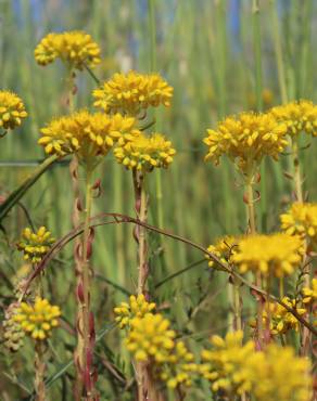 Fotografia 7 da espécie Sedum forsterianum no Jardim Botânico UTAD