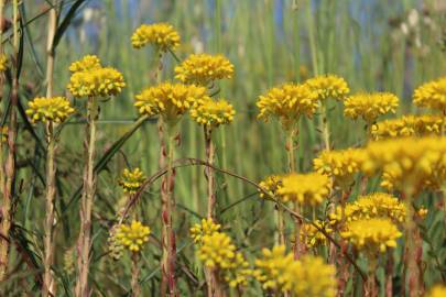 Fotografia da espécie Sedum forsterianum