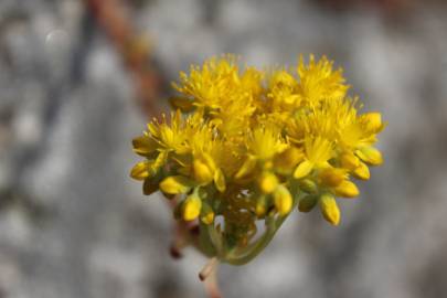 Fotografia da espécie Sedum forsterianum