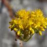 Fotografia 8 da espécie Sedum forsterianum do Jardim Botânico UTAD