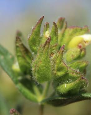 Fotografia 4 da espécie Cistus psilosepalus no Jardim Botânico UTAD