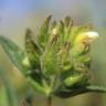 Fotografia 4 da espécie Cistus psilosepalus do Jardim Botânico UTAD