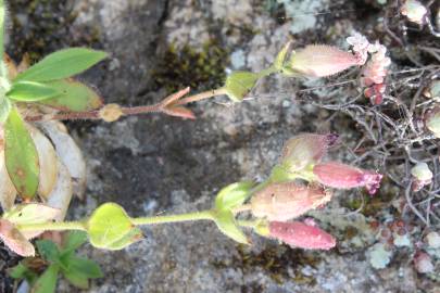 Fotografia da espécie Silene acutifolia