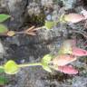 Fotografia 9 da espécie Silene acutifolia do Jardim Botânico UTAD