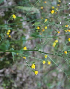 Fotografia 5 da espécie Crepis lampsanoides no Jardim Botânico UTAD