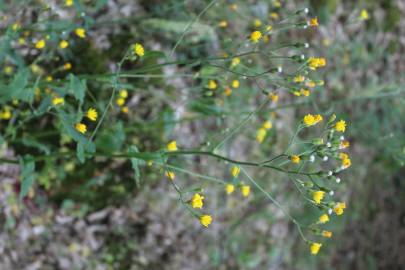 Fotografia da espécie Crepis lampsanoides