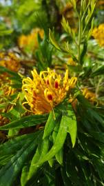 Fotografia da espécie Grevillea robusta