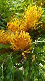 Fotografia da espécie Grevillea robusta