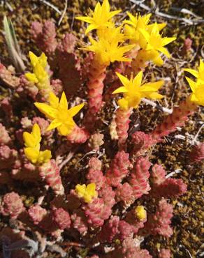 Fotografia 19 da espécie Sedum acre no Jardim Botânico UTAD