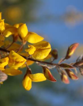 Fotografia 18 da espécie Adenocarpus complicatus no Jardim Botânico UTAD