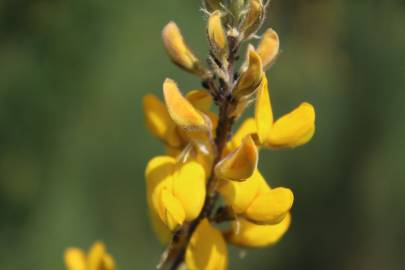 Fotografia da espécie Adenocarpus complicatus