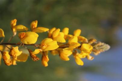 Fotografia da espécie Adenocarpus complicatus