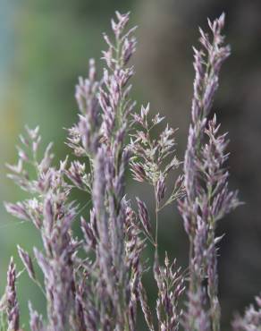 Fotografia 12 da espécie Corynephorus canescens no Jardim Botânico UTAD