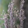 Fotografia 12 da espécie Corynephorus canescens do Jardim Botânico UTAD